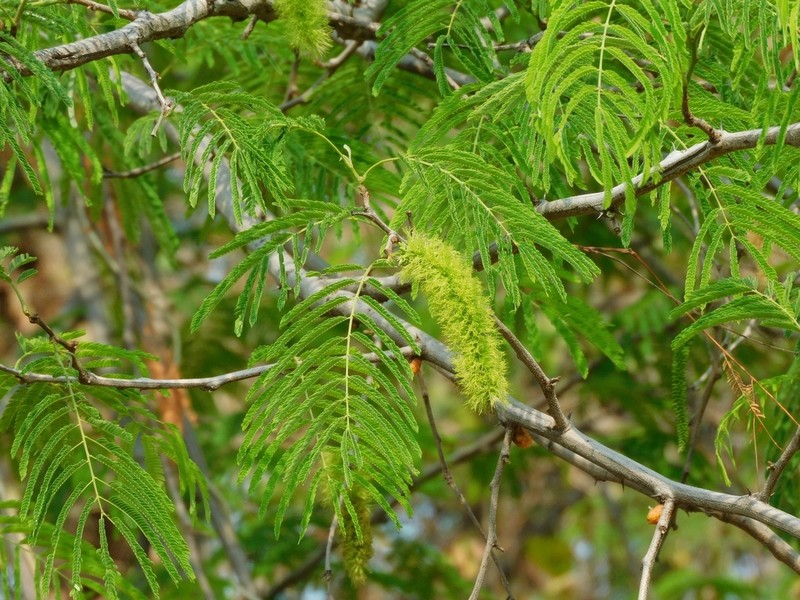 Lachesiodendron viridiflorum photo 5