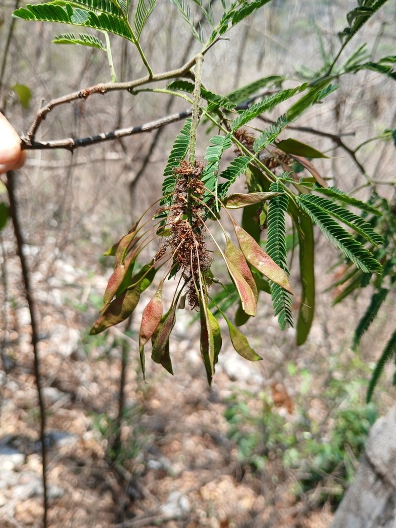 Lachesiodendron viridiflorum photo 6