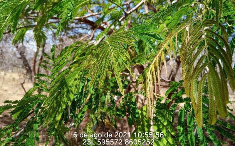 Lachesiodendron viridiflorum photo 7