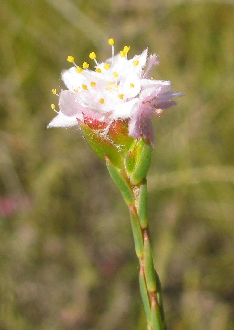 Lachnaea globulifera subsp. globulifera