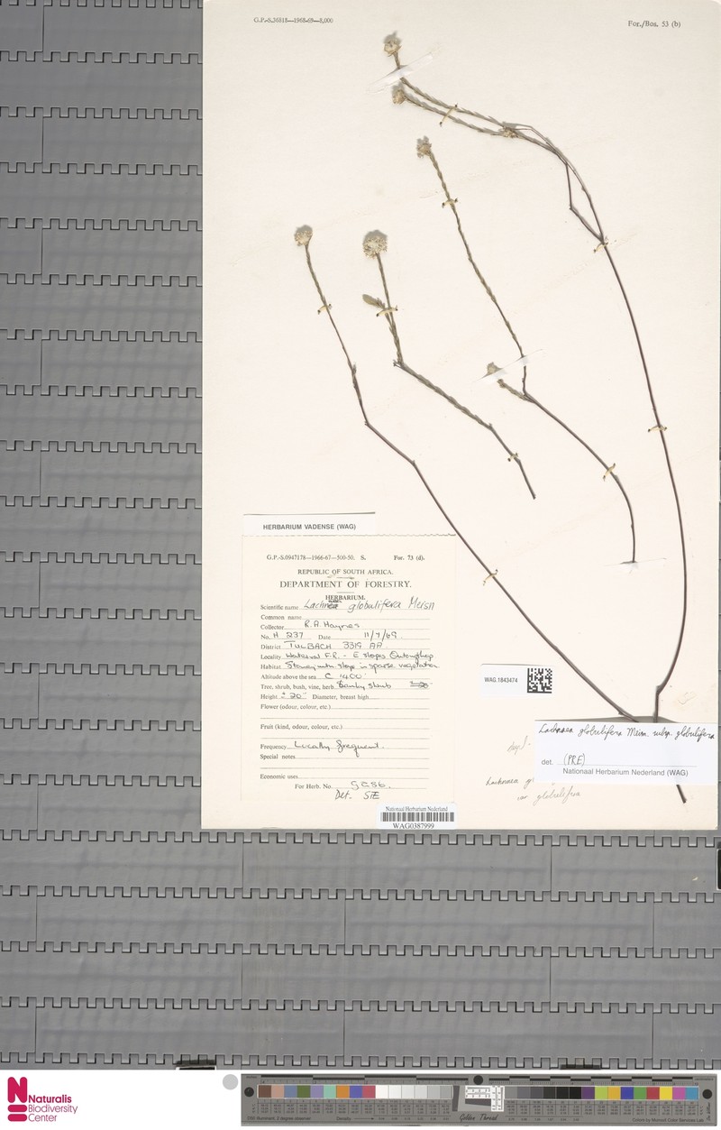 Lachnaea globulifera subsp. globulifera photo 2