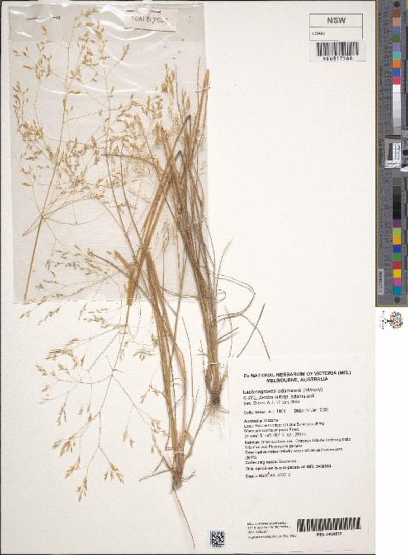 Lachnagrostis adamsonii subsp. adamsonii