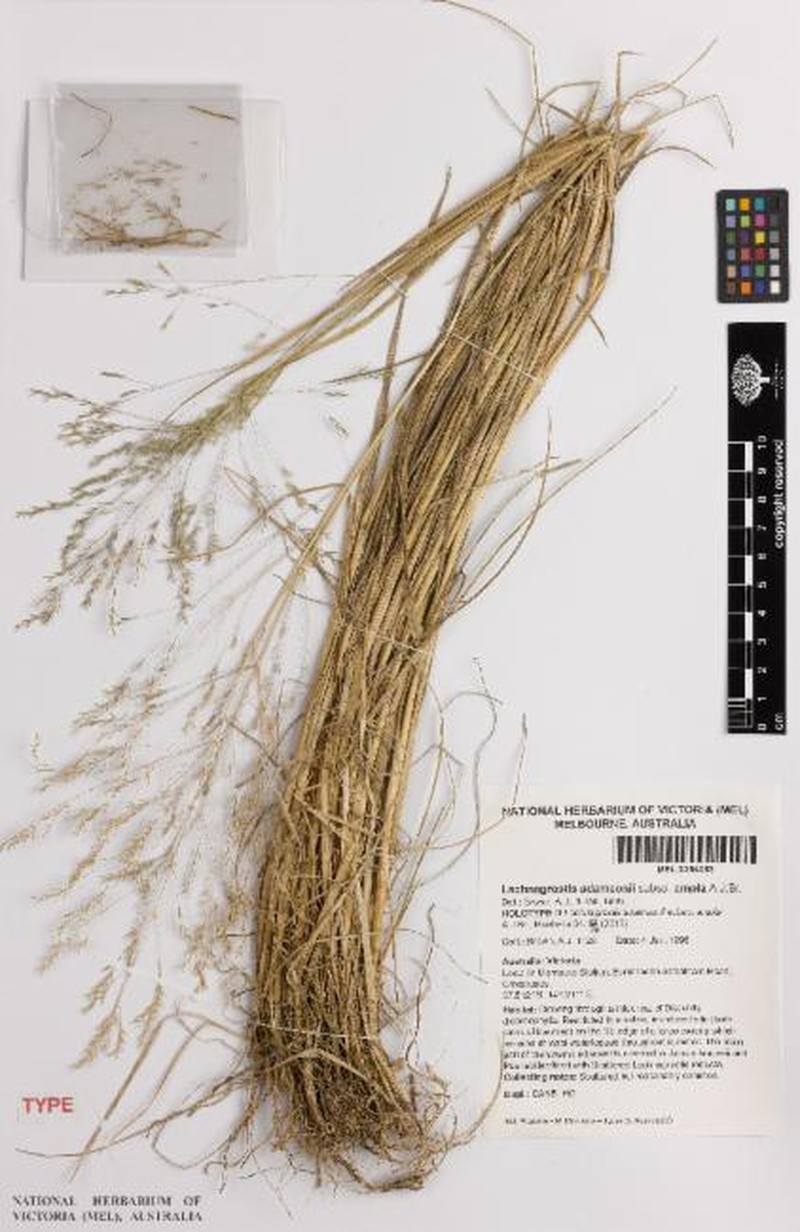 Lachnagrostis adamsonii subsp. ampla