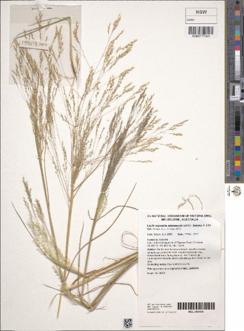 Lachnagrostis adamsonii subsp. limosa