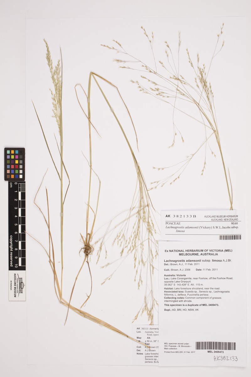 Lachnagrostis adamsonii subsp. limosa photo 2