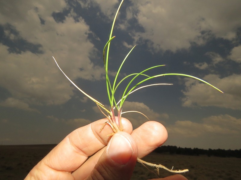 Lachnagrostis eriantha