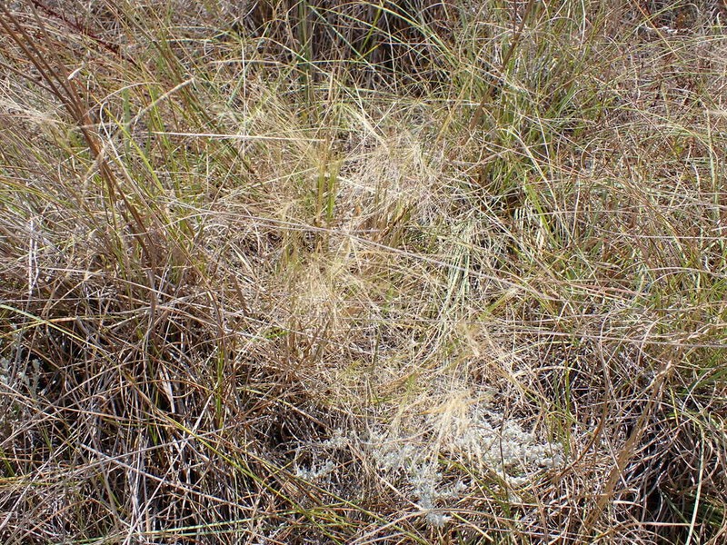 Lachnagrostis eriantha photo 2