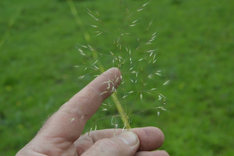 Lachnagrostis eriantha photo 4