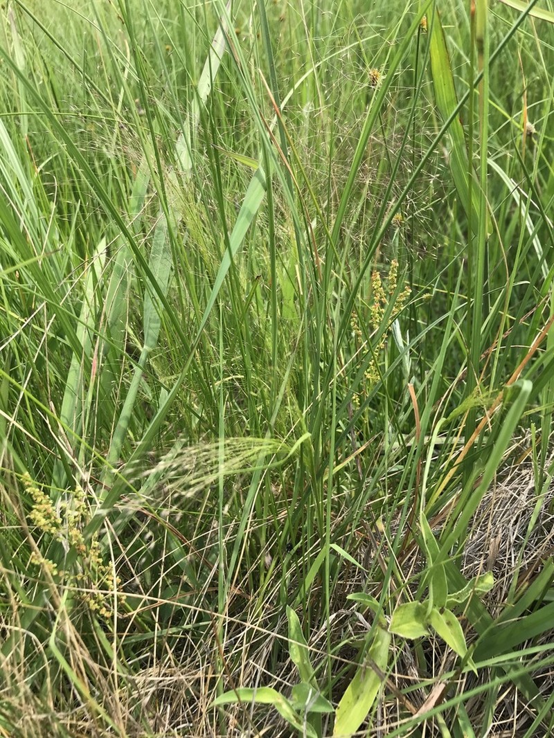 Lachnagrostis eriantha photo 5
