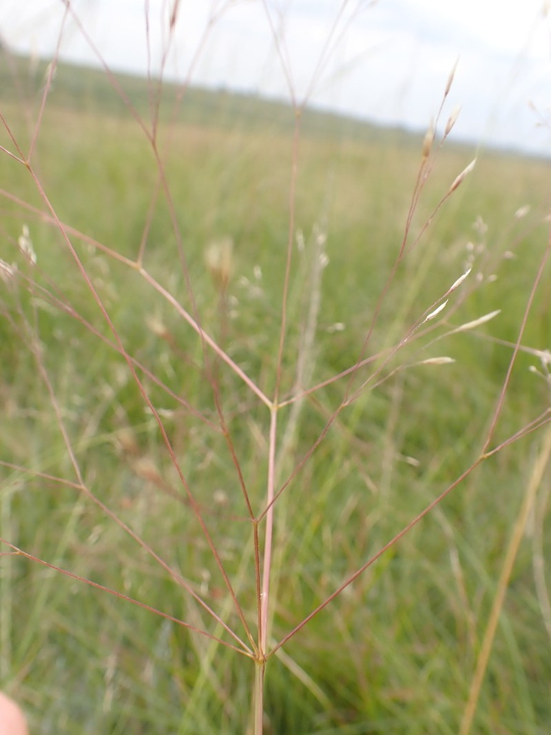 Lachnagrostis eriantha photo 6