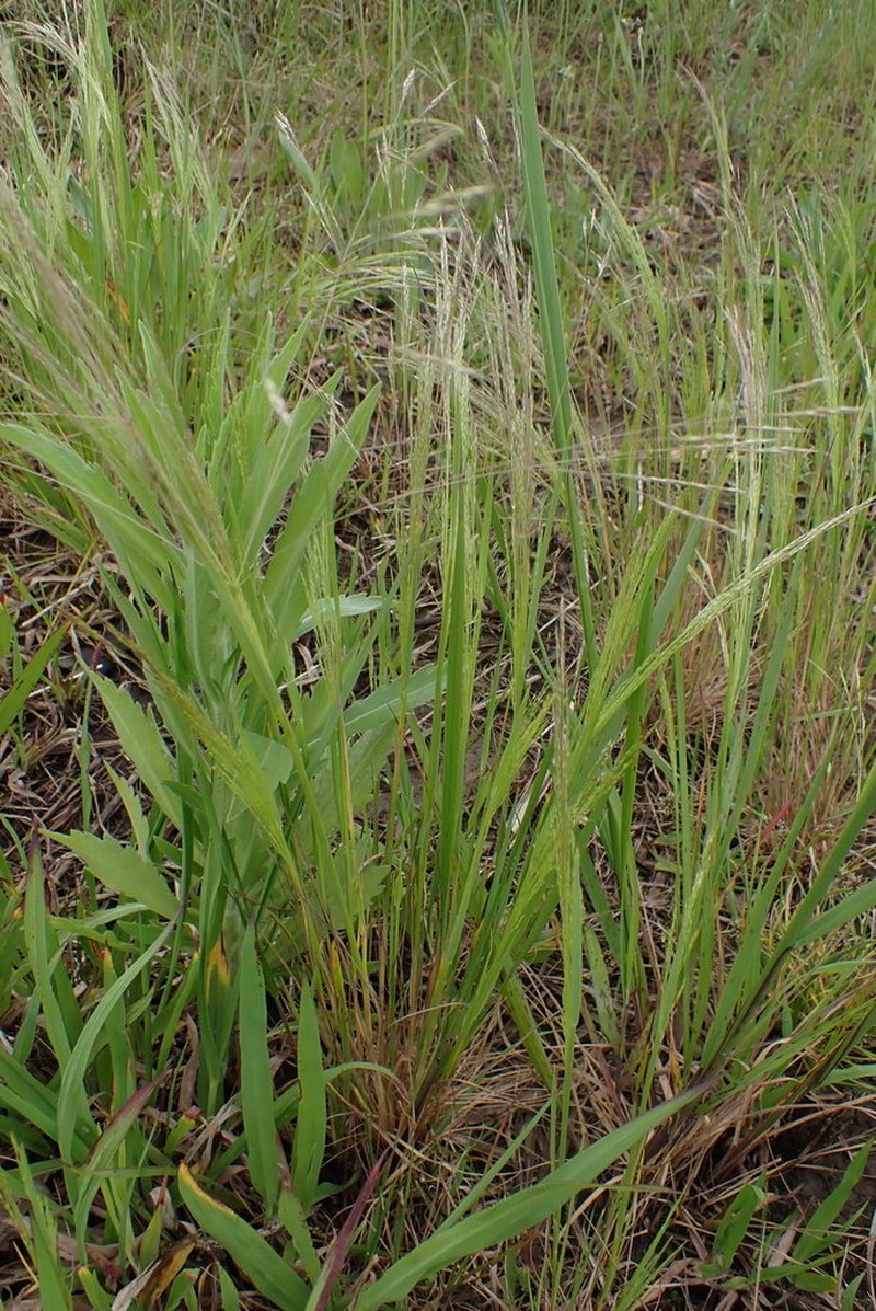 Lachnagrostis eriantha photo 7