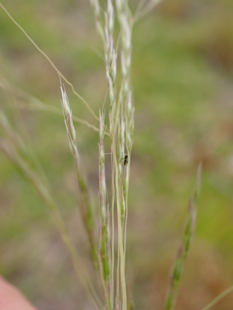 Lachnagrostis eriantha photo 8