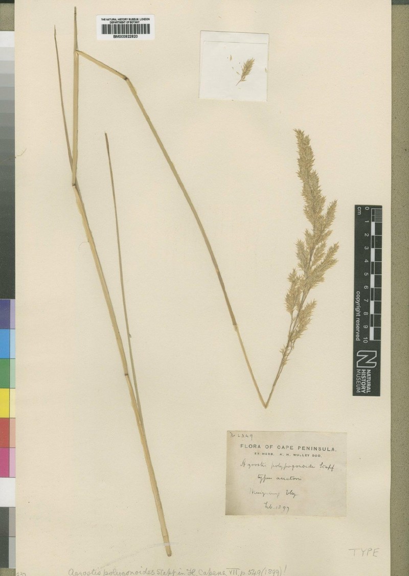Lachnagrostis polypogonoides