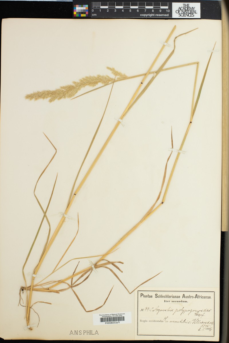 Lachnagrostis polypogonoides photo 2