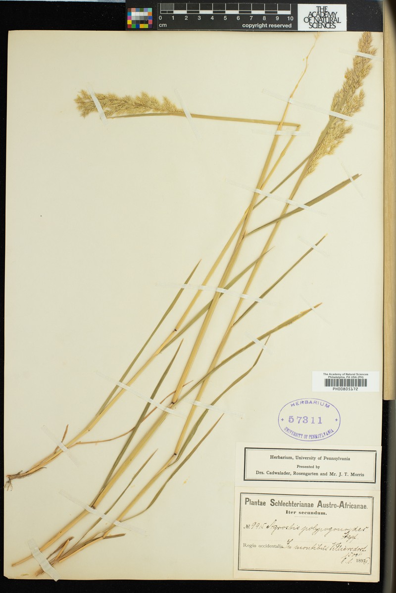 Lachnagrostis polypogonoides photo 3