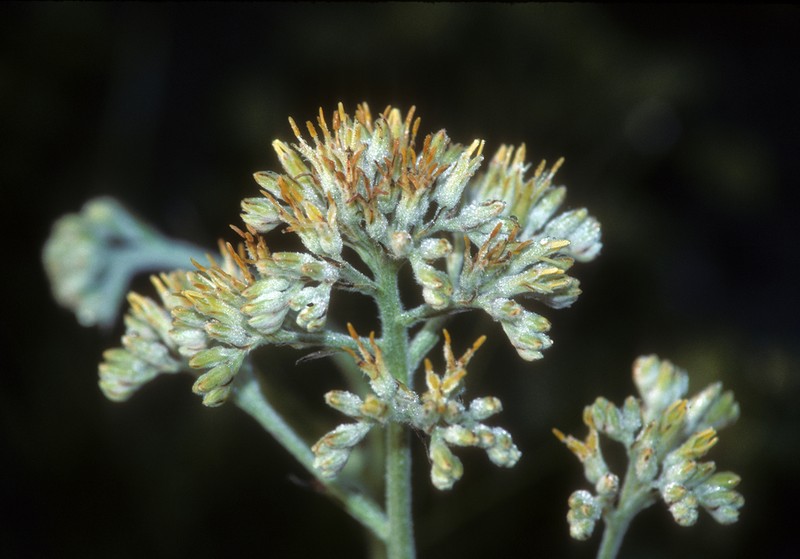 Carolina Redroot photo 2