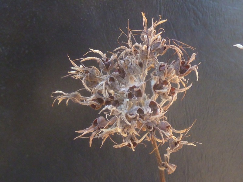 Carolina Redroot