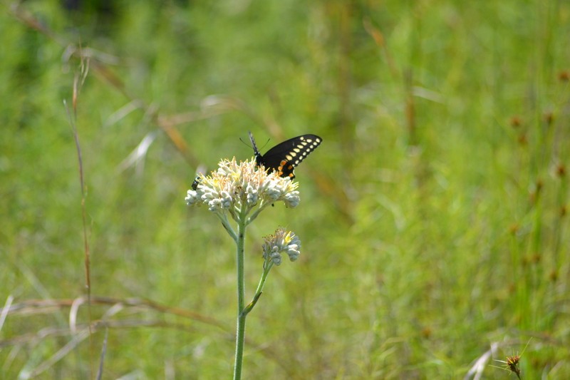 Carolina Redroot photo 2