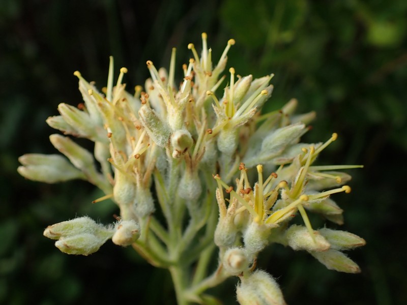 Carolina Redroot photo 3
