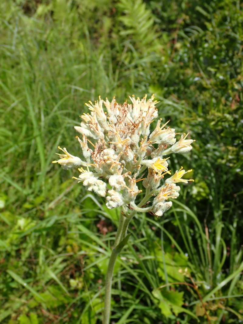 Carolina Redroot photo 4
