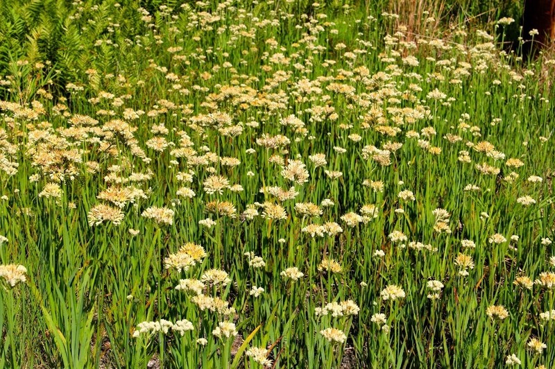 Carolina Redroot photo 5
