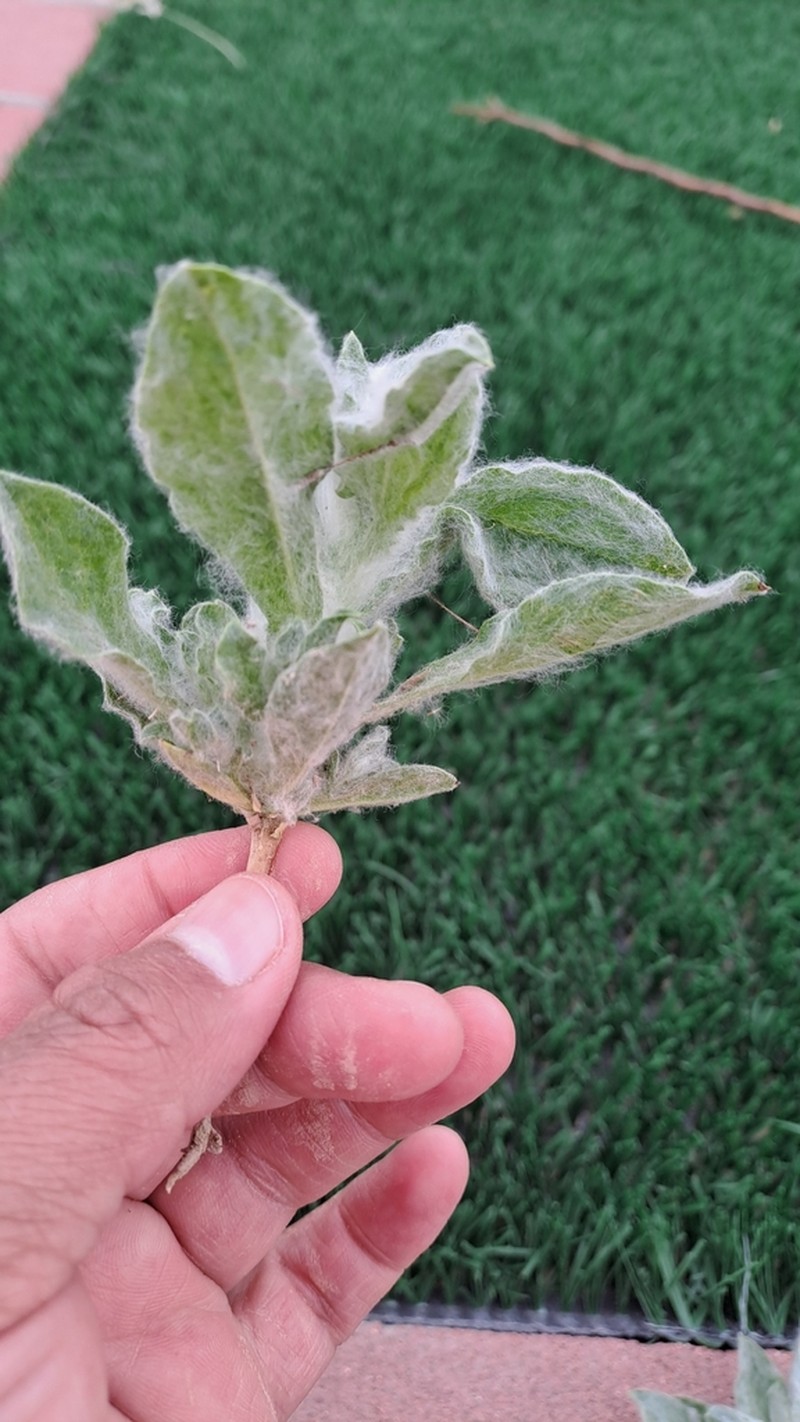 Lachnophyllum gossypium