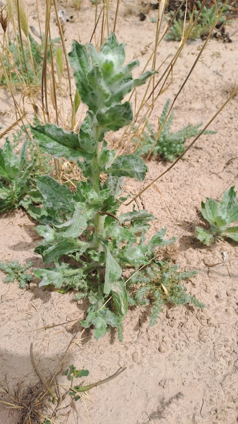 Lachnophyllum gossypium photo 2