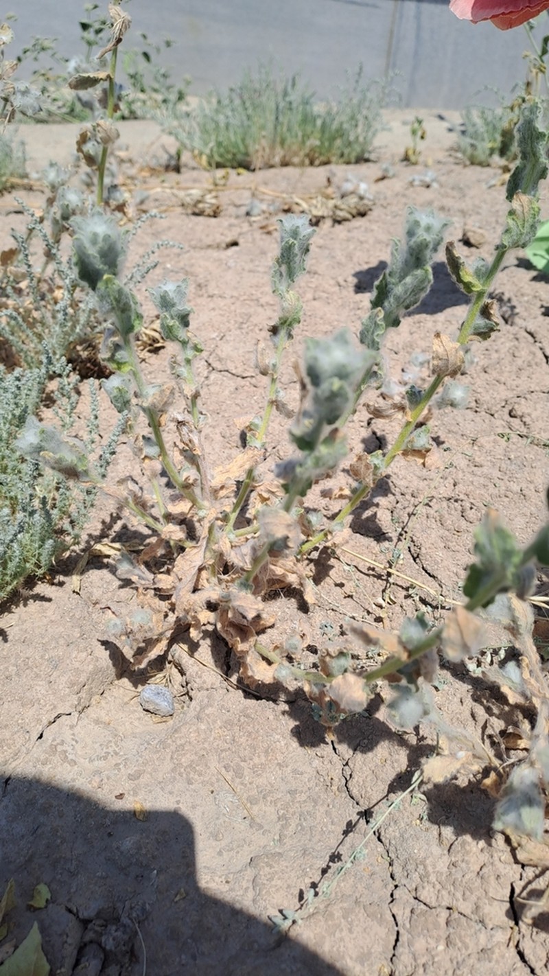 Lachnophyllum gossypium photo 3