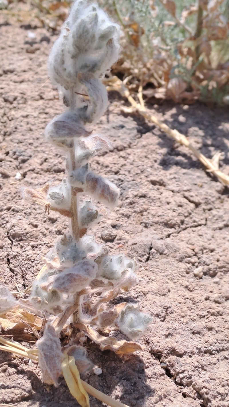 Lachnophyllum gossypium photo 4