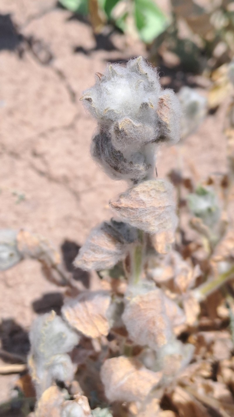 Lachnophyllum gossypium photo 5