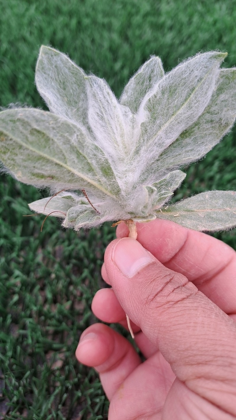 Lachnophyllum gossypium photo 6