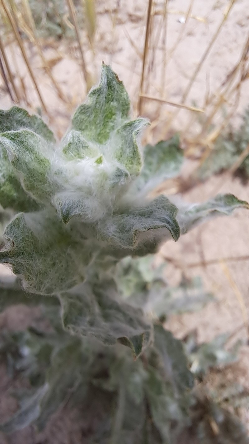 Lachnophyllum gossypium photo 7