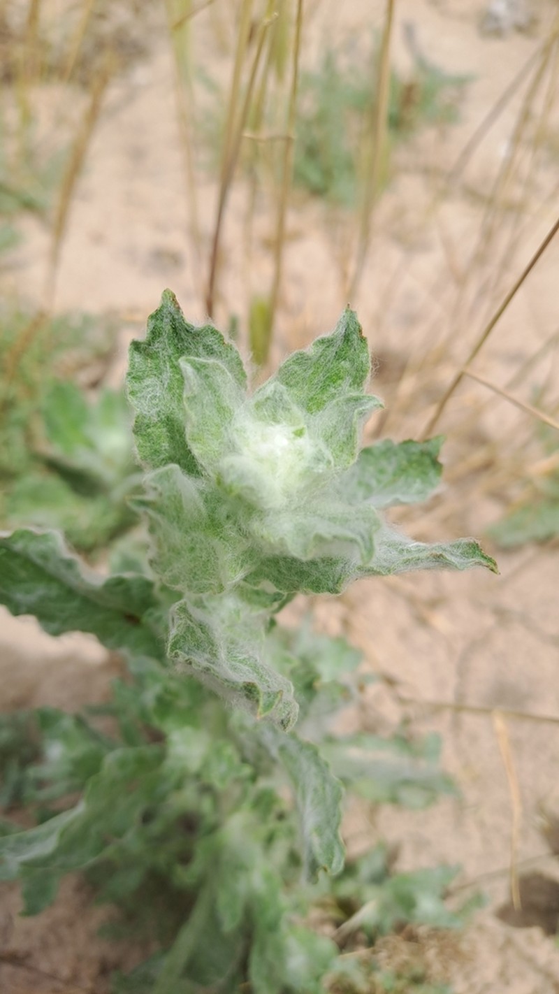 Lachnophyllum gossypium photo 8