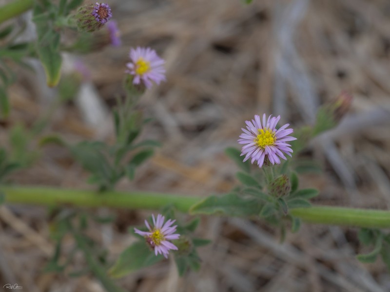 Lachnophyllum noeanum
