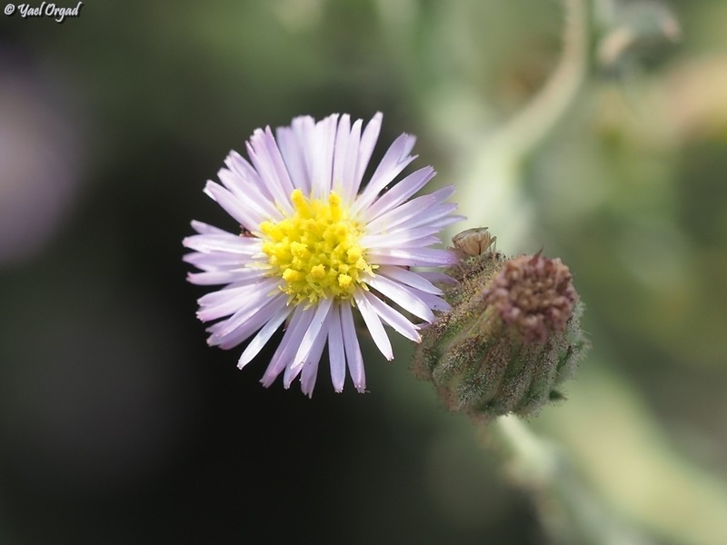 Lachnophyllum noeanum photo 2