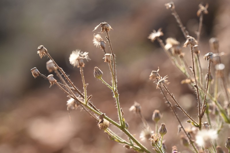 Lachnophyllum noeanum photo 3