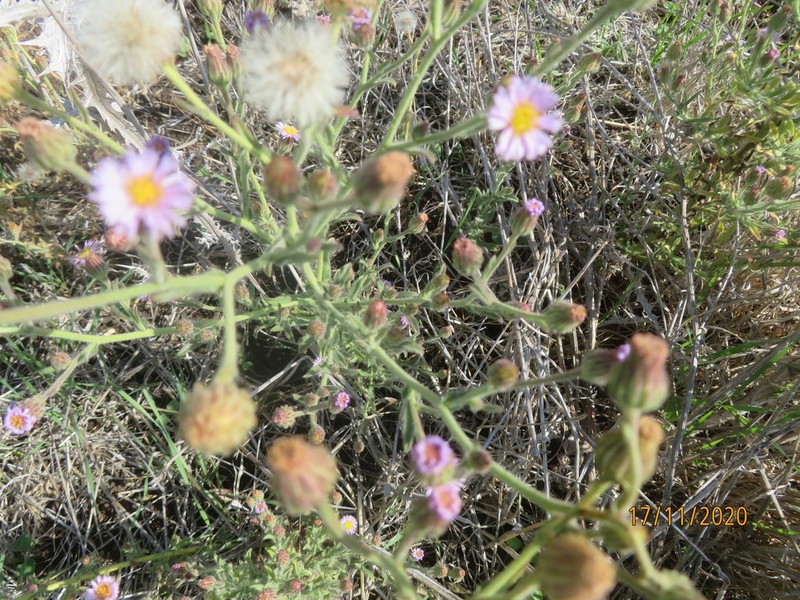 Lachnophyllum noeanum photo 4