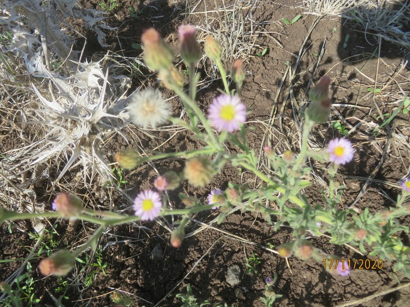 Lachnophyllum noeanum photo 5