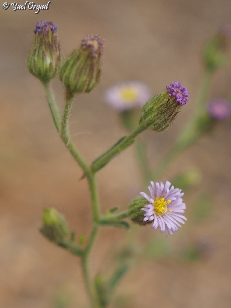 Lachnophyllum noeanum photo 6