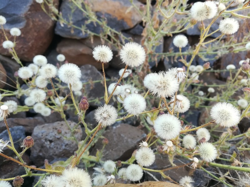 Lachnophyllum noeanum photo 8