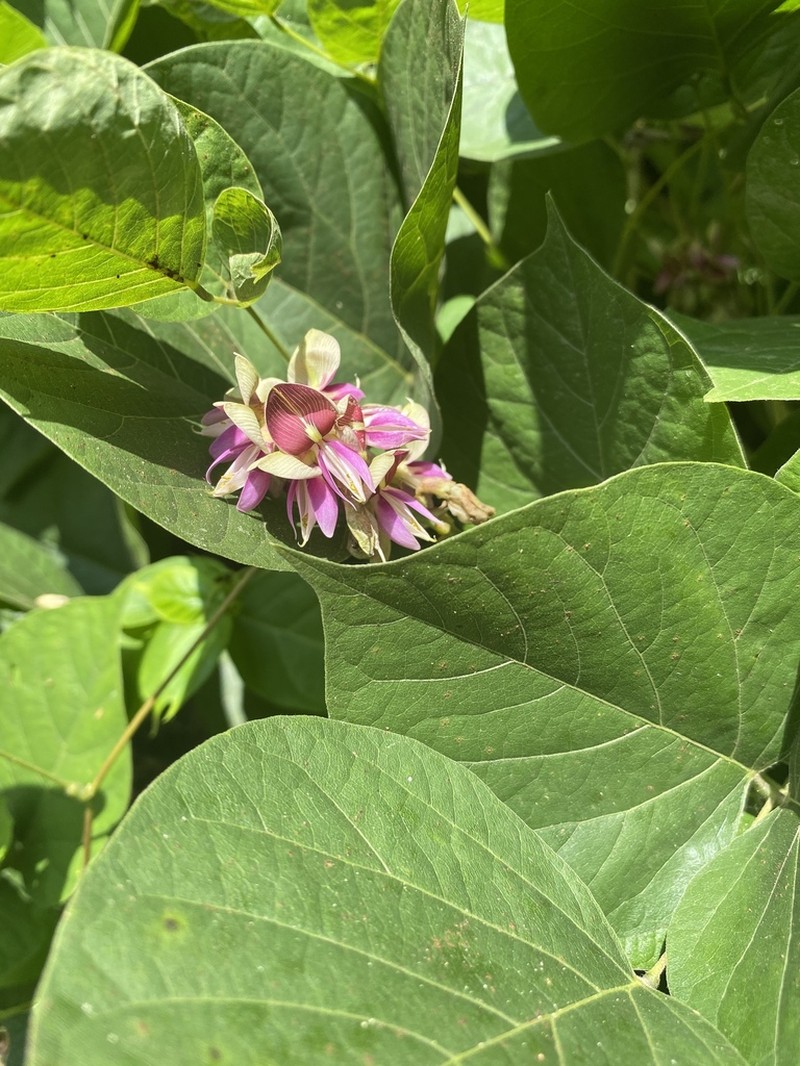 Boykin's Clusterpea