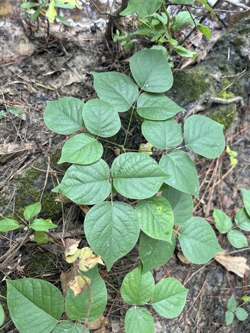 Boykin's Clusterpea photo 2