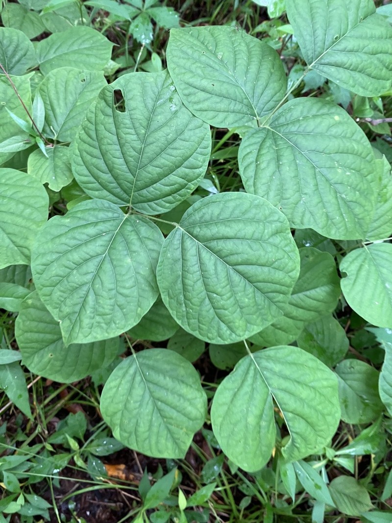 Boykin's Clusterpea photo 3