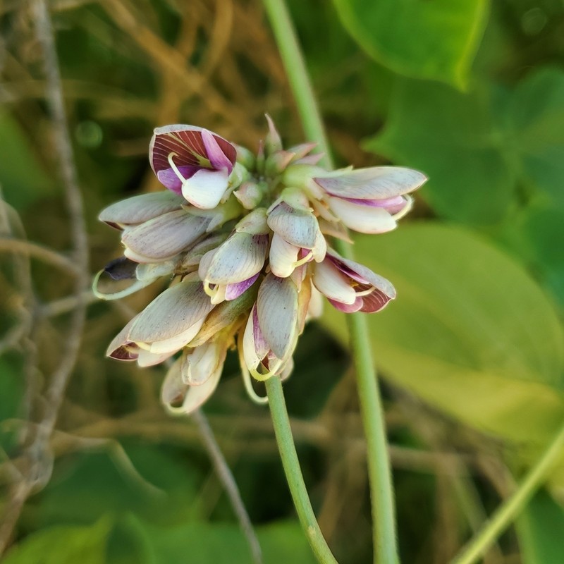 Boykin's Clusterpea photo 4