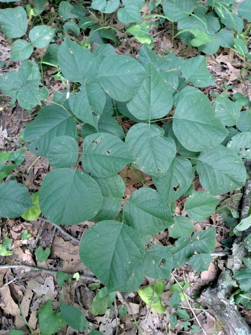 Boykin's Clusterpea photo 5
