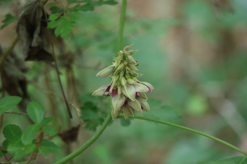 Boykin's Clusterpea photo 6