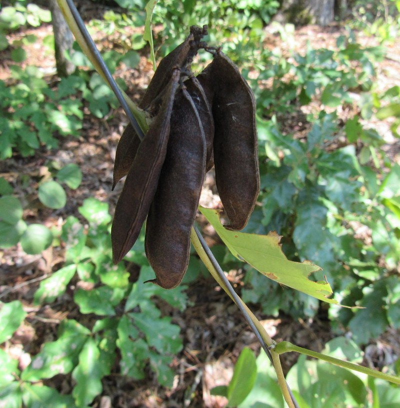 Boykin's Clusterpea photo 7