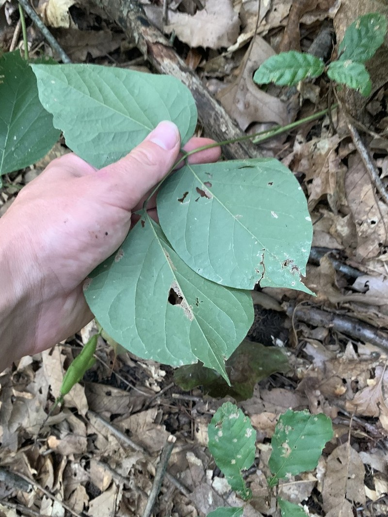 Boykin's Clusterpea photo 8