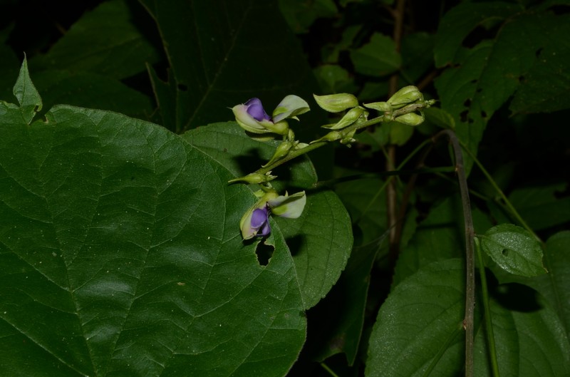 Lackeya viridiflora photo 2