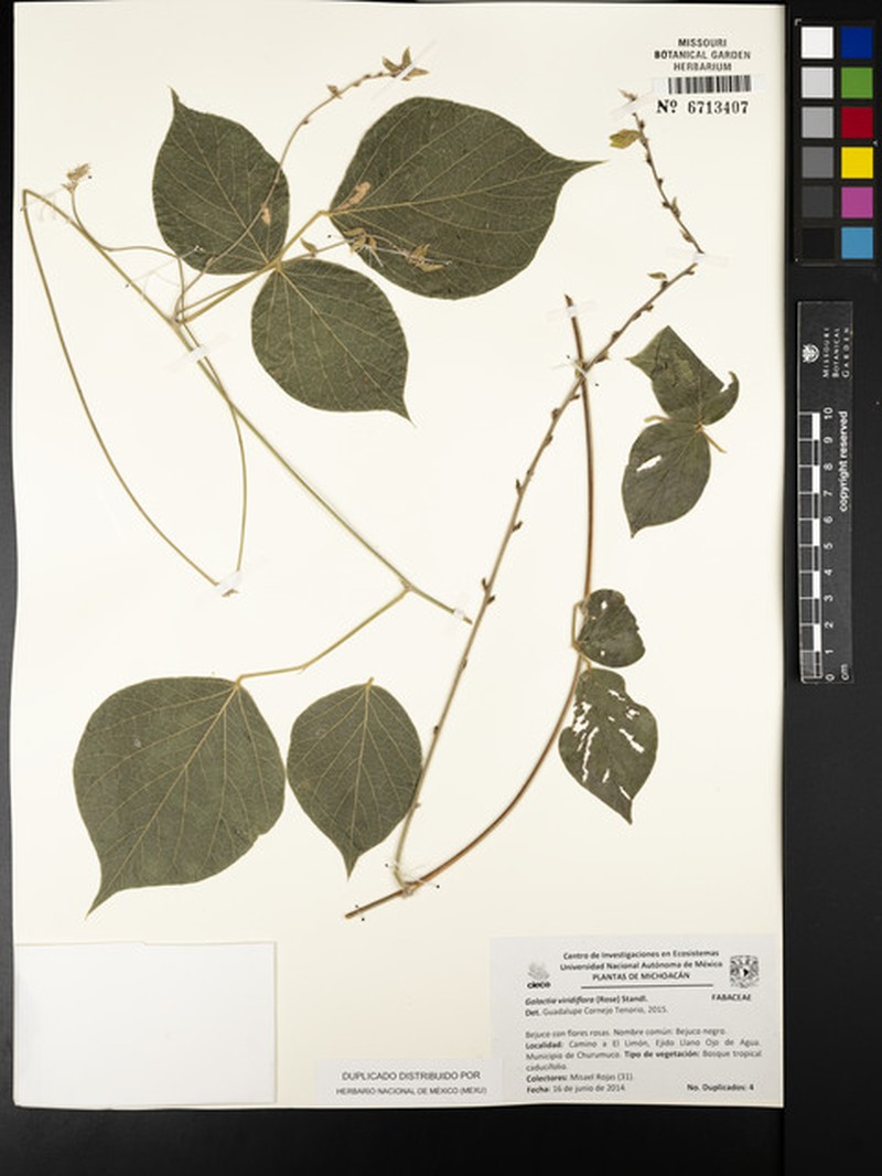 Lackeya viridiflora photo 3